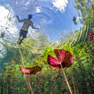 Underwater gardens and water plants in cenotes cave diving in Mexico
