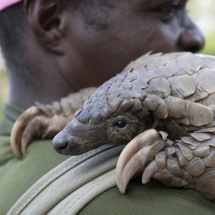 IFAW actions in Asia