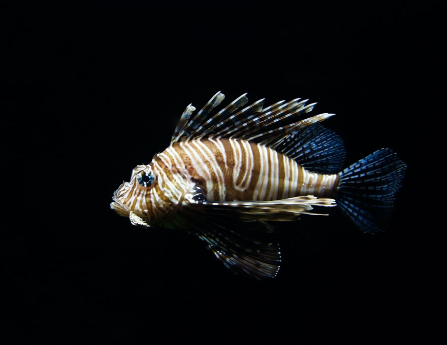 Lionfish // Invacost - Climate & Biodiversity Initiative