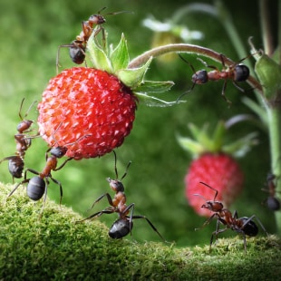 Des fourmis qui s'entraident pour atteindre une fraise sauvage